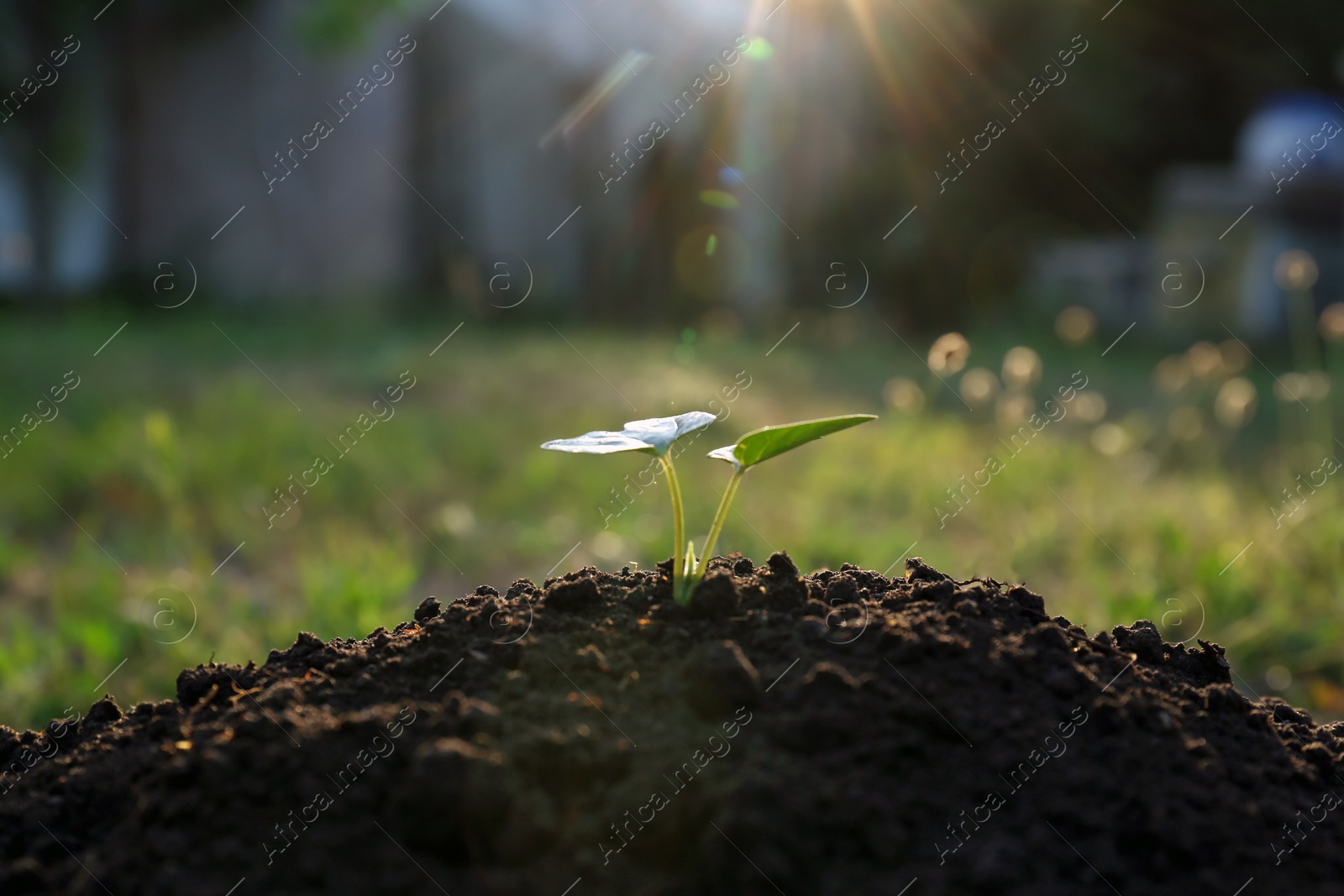 Photo of Beautiful young seedling growing in ground outdoors