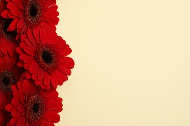 Beautiful bright red gerbera flowers on beige background, top view. Space for text