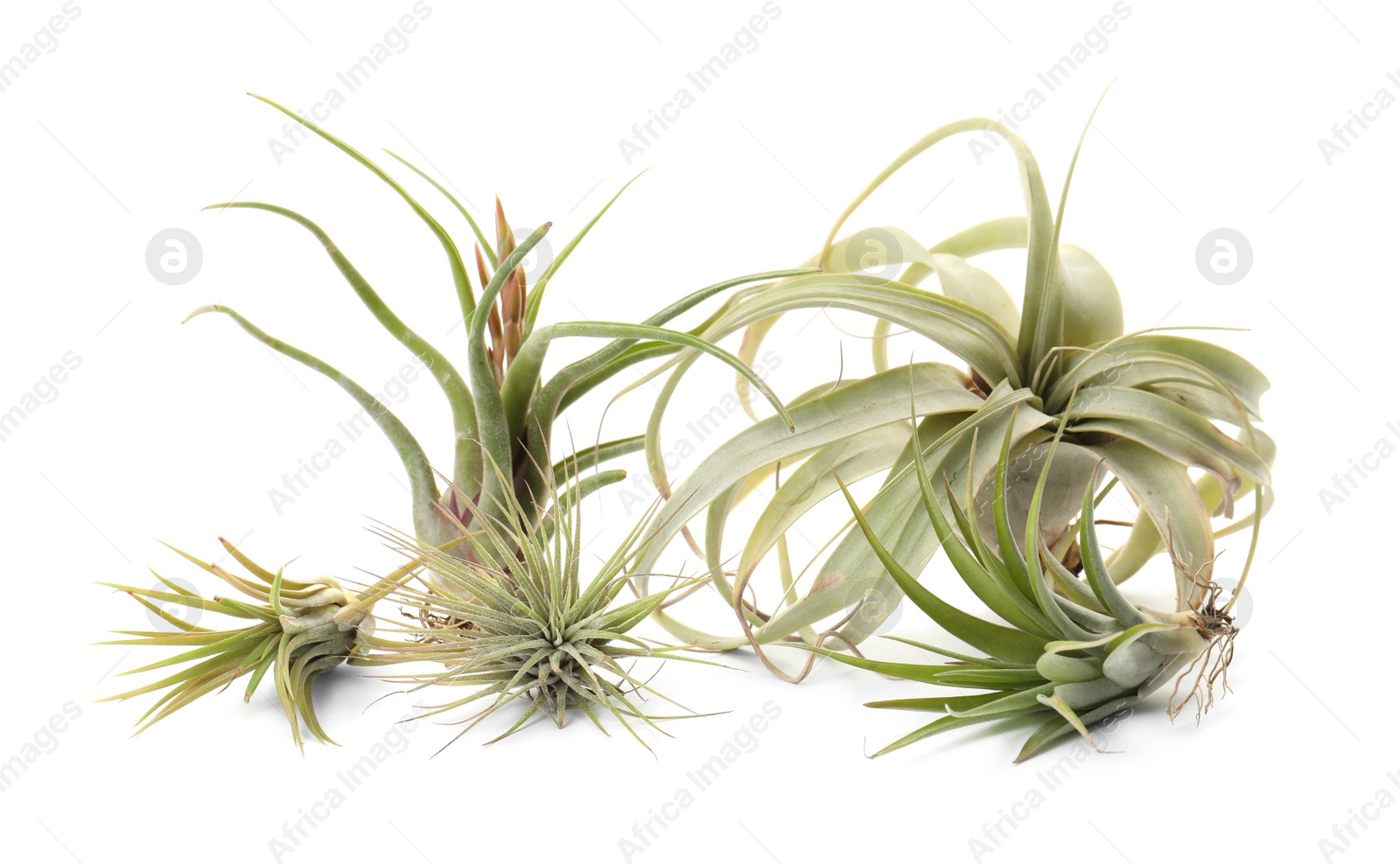 Photo of Beautiful tillandsias on white background. Exotic houseplants