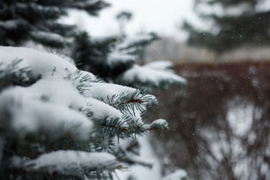Photo of Branches of spruce covered with snow outdoors, closeup. Space for text