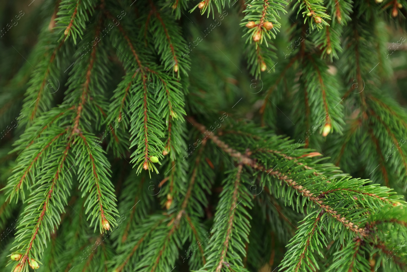 Photo of Green branches of beautiful conifer tree with small cones outdoors, closeup