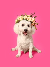 Photo of Adorable Bichon wearing wreath made of beautiful flowers on pink background