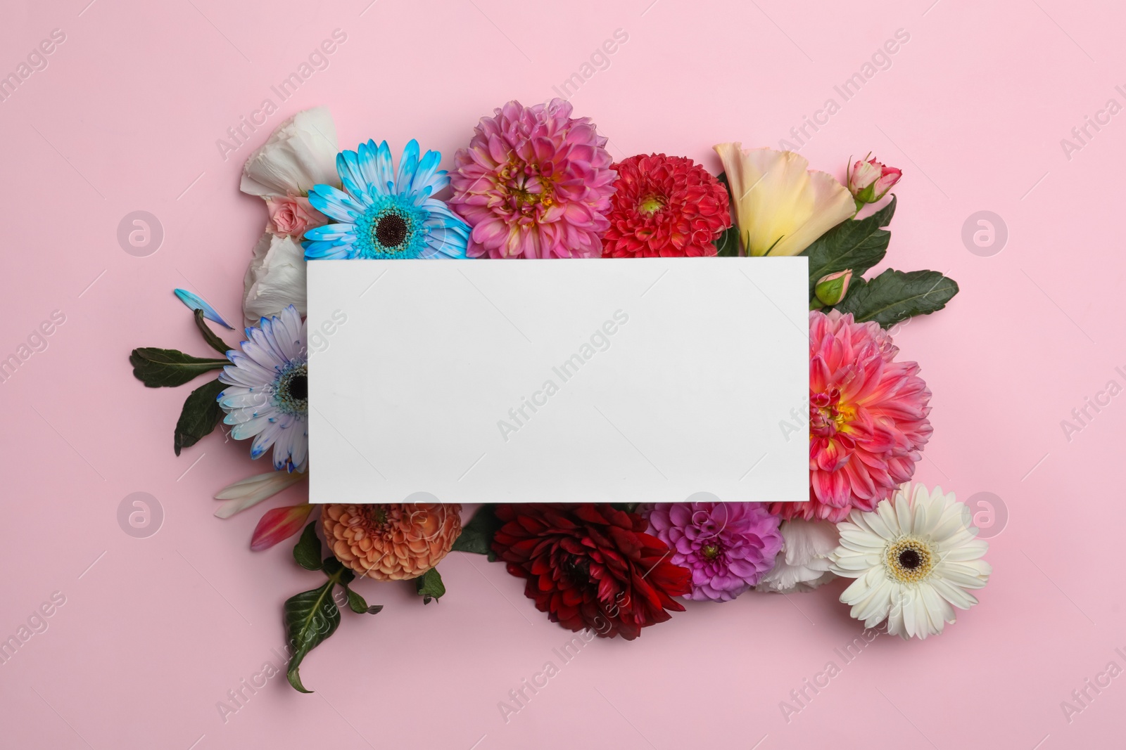 Photo of Flat lay composition with blank card, dahlia and gerbera flowers on pink background. Space for text