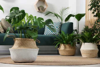 Photo of Beautiful potted monstera and different houseplants on wicker mat indoors. Space for text