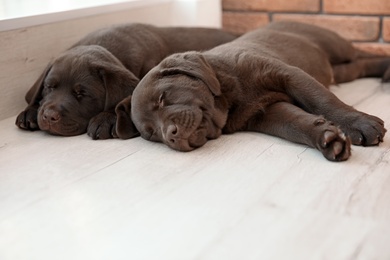 Chocolate Labrador Retriever puppies sleeping on floor indoors