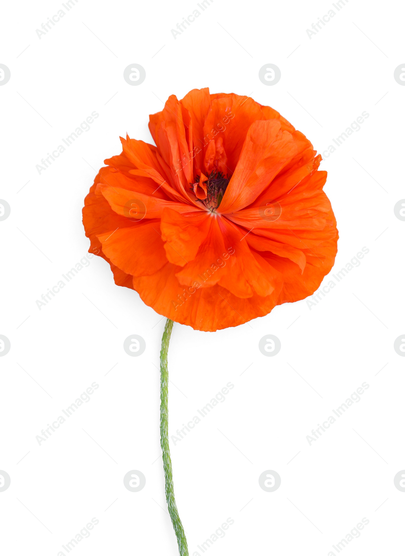 Photo of Beautiful bright red poppy flower on white background, top view