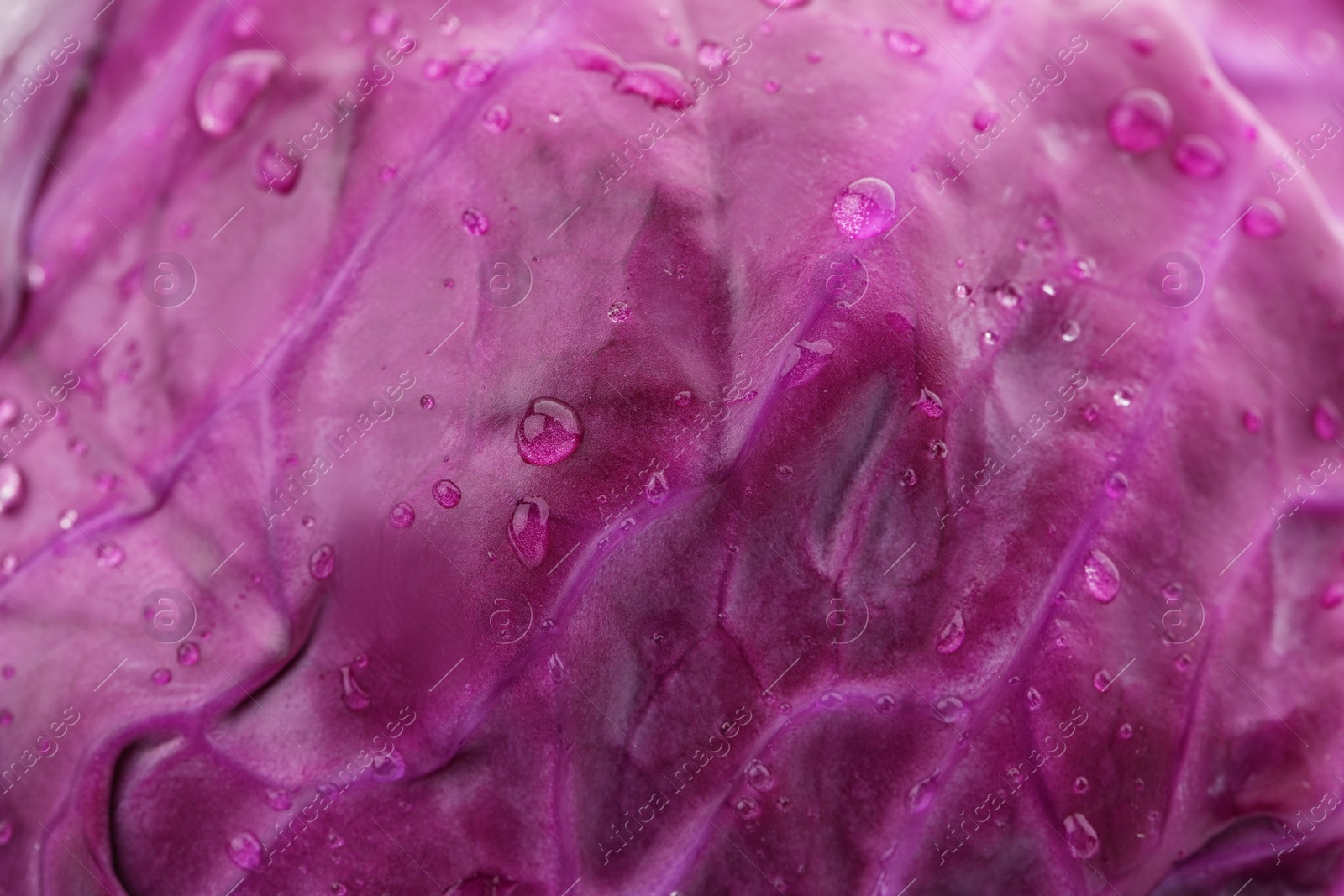 Photo of Ripe red cabbage as background, closeup view