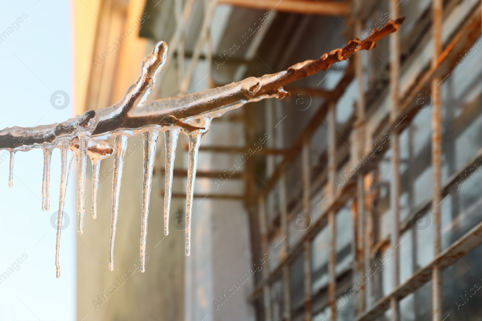 Photo of Tree branch covered with ice outdoors in winter, closeup