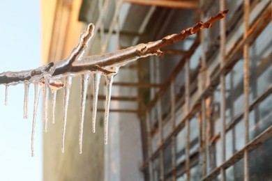 Photo of Tree branch covered with ice outdoors in winter, closeup