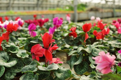Photo of Many potted blooming flowers in greenhouse, closeup view. Home gardening
