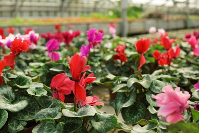 Many potted blooming flowers in greenhouse, closeup view. Home gardening