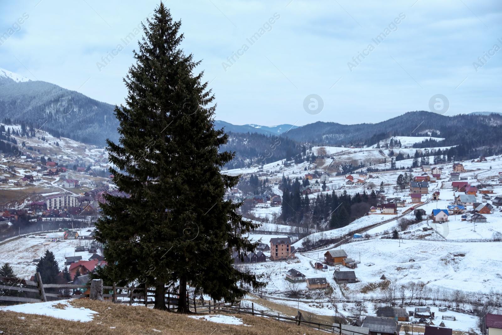 Photo of Winter landscape with beautiful conifer trees in mountain village