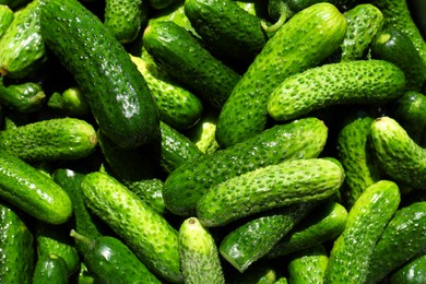 Many fresh ripe cucumbers as background, top view