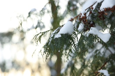 Photo of Juniper branches covered with snow in winter park, closeup. Space for text