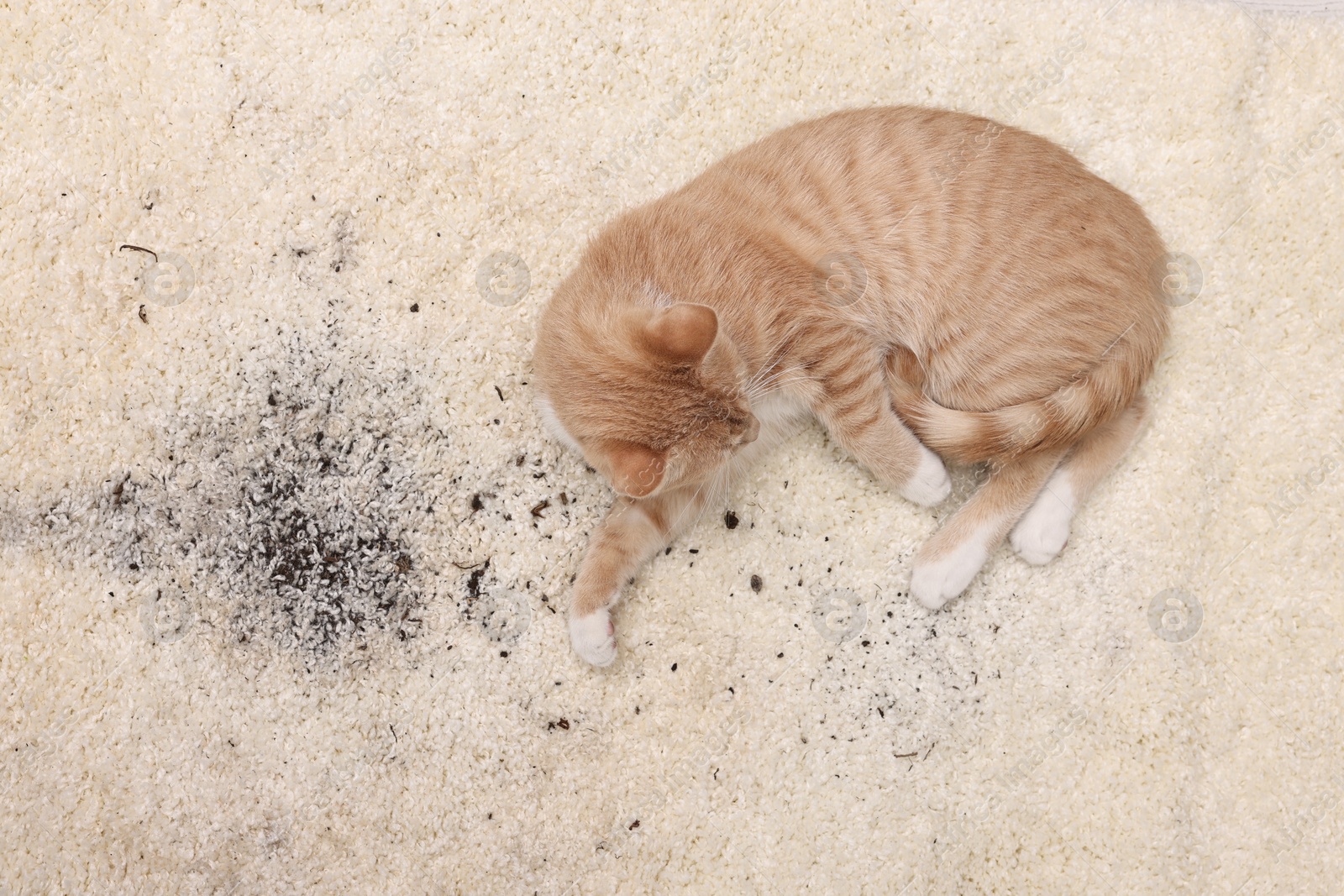 Photo of Cute ginger cat on carpet with scattered soil, top view