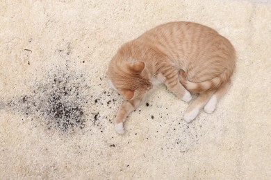 Cute ginger cat on carpet with scattered soil, top view