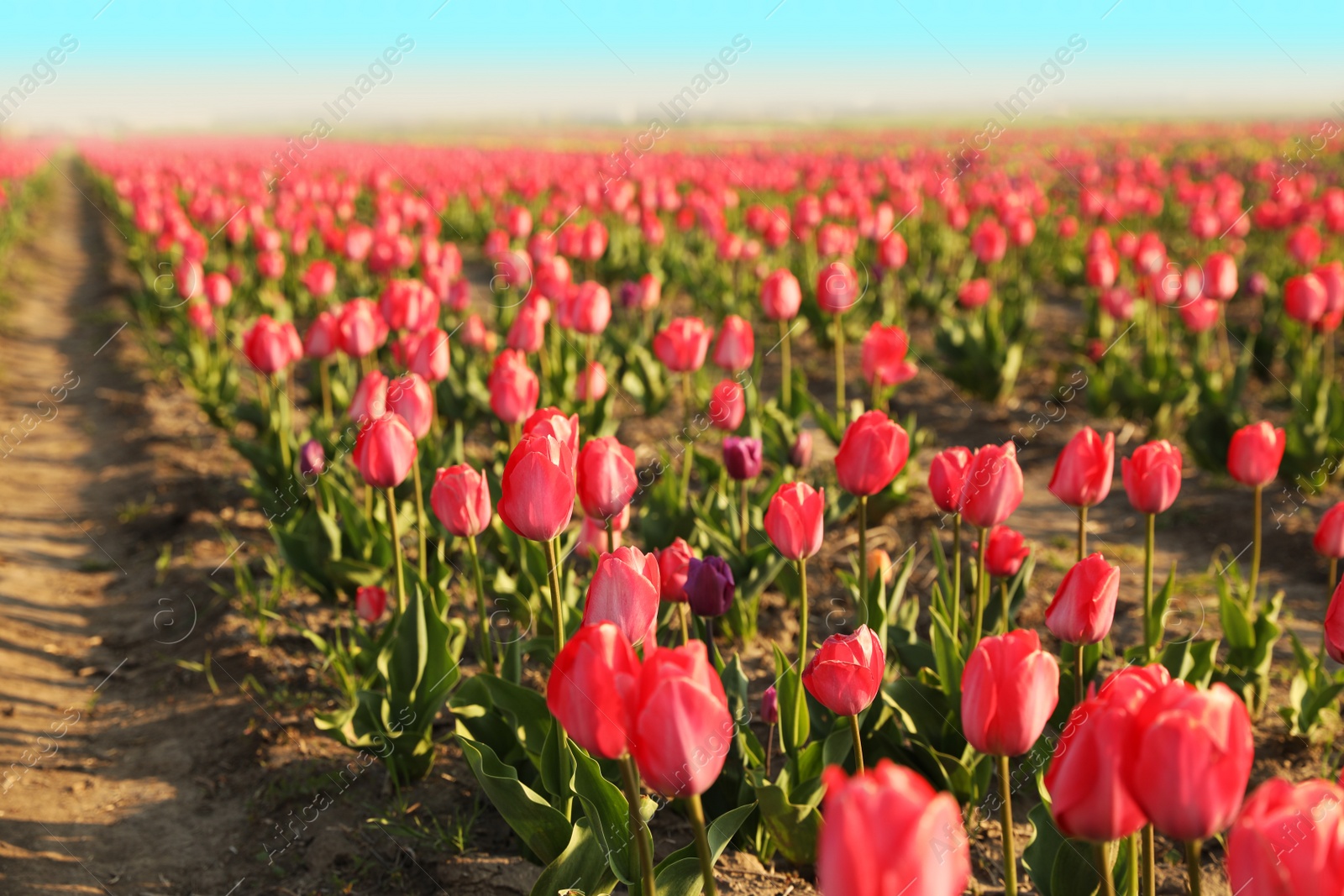 Photo of Field with fresh beautiful tulips, space for text. Blooming spring flowers