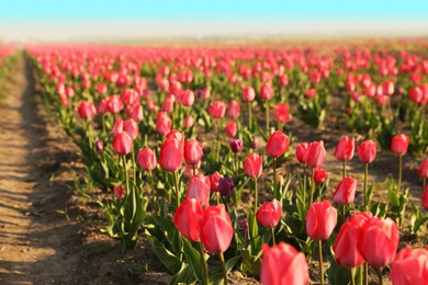 Field with fresh beautiful tulips, space for text. Blooming spring flowers