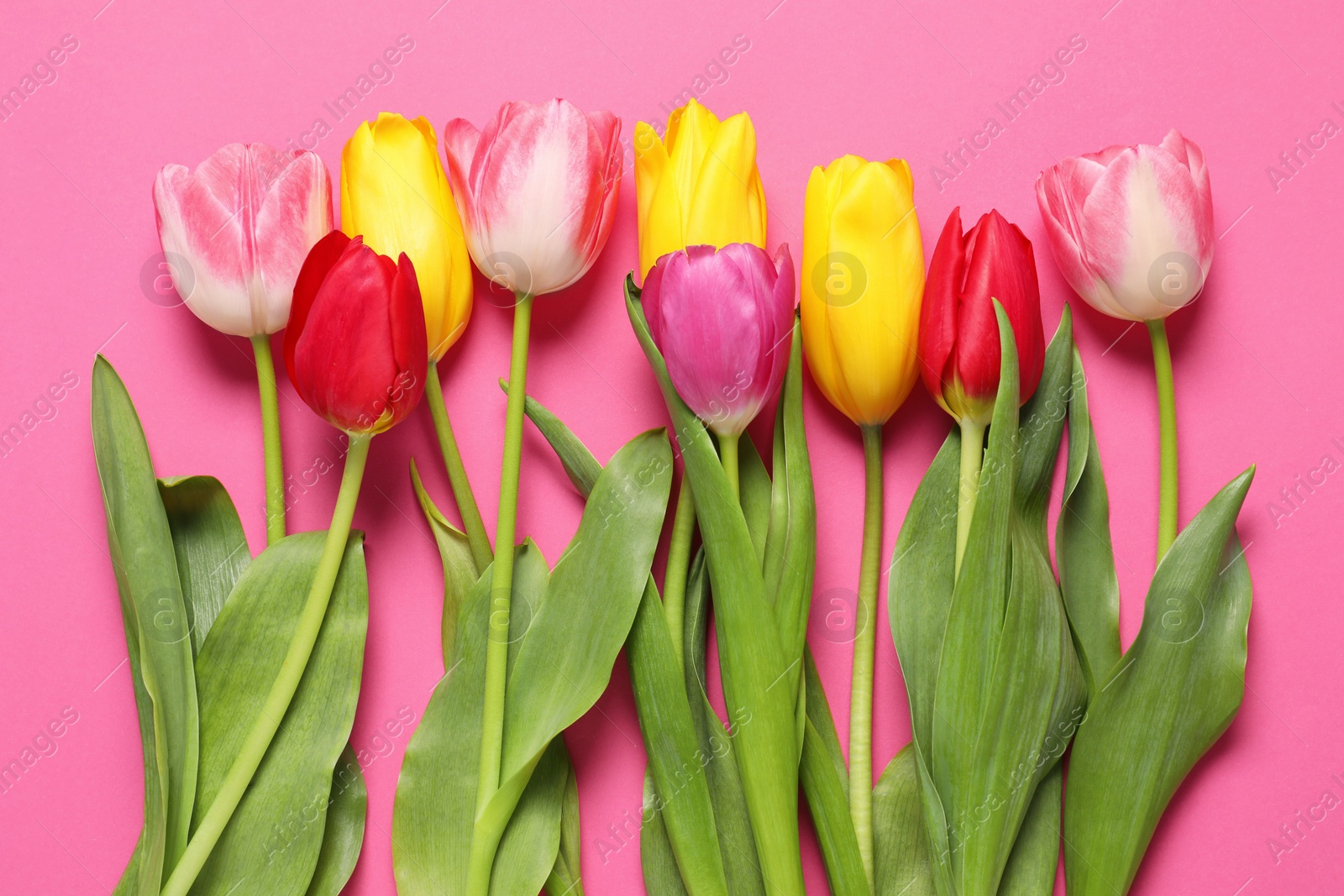 Photo of Beautiful colorful tulips on pink background, flat lay