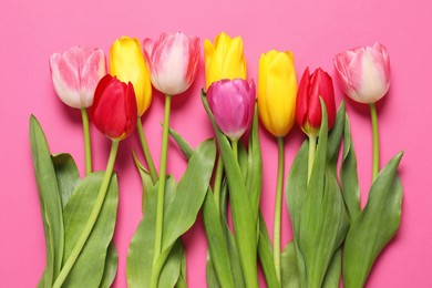 Beautiful colorful tulips on pink background, flat lay