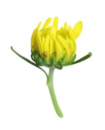 Photo of One beautiful chrysanthemum bud isolated on white