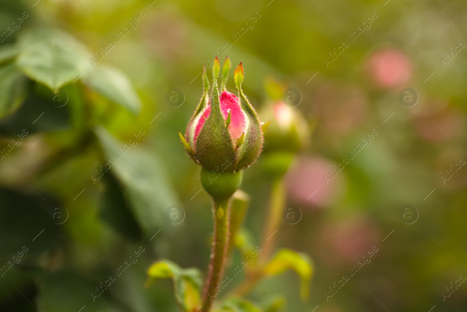 Photo of Beautiful pink rose bud outdoors, closeup. Space for text