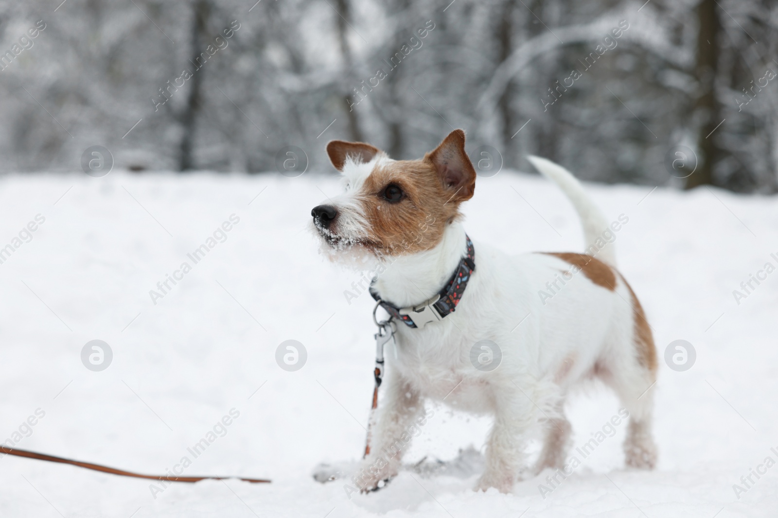 Photo of Cute Jack Russell Terrier on snow in park, space for text. Winter season