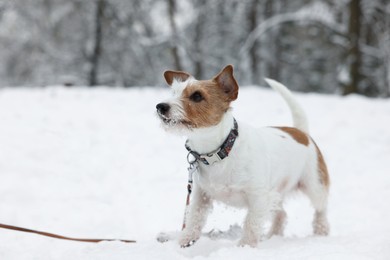 Photo of Cute Jack Russell Terrier on snow in park, space for text. Winter season