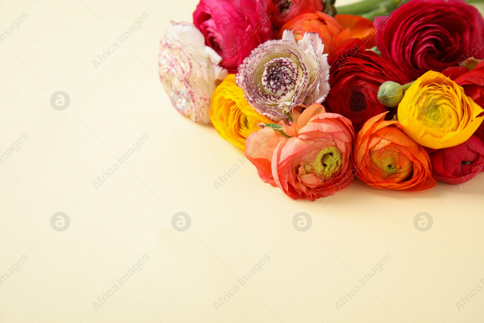 Photo of Beautiful ranunculus flowers on color background. Space for text