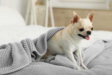 Adorable Toy Terrier under light blue knitted blanket on bed. Domestic dog