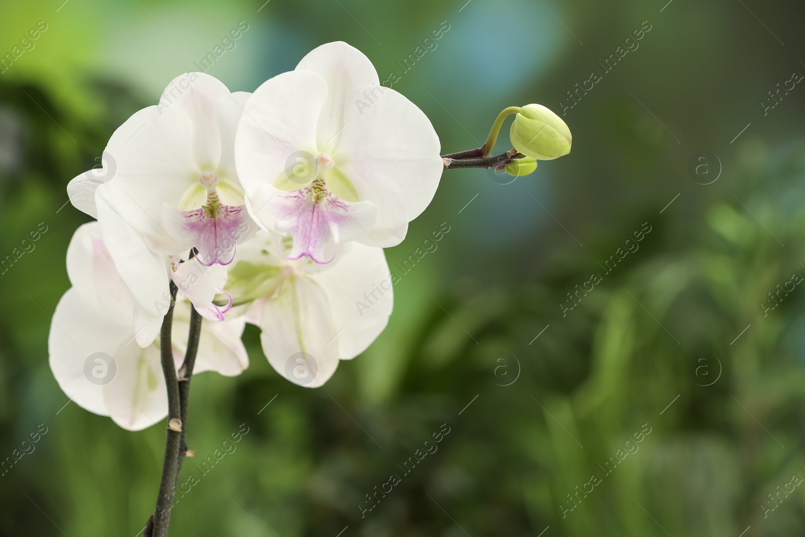 Photo of Branches with beautiful orchid flowers on blurred background, closeup. Space for text