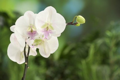 Photo of Branches with beautiful orchid flowers on blurred background, closeup. Space for text