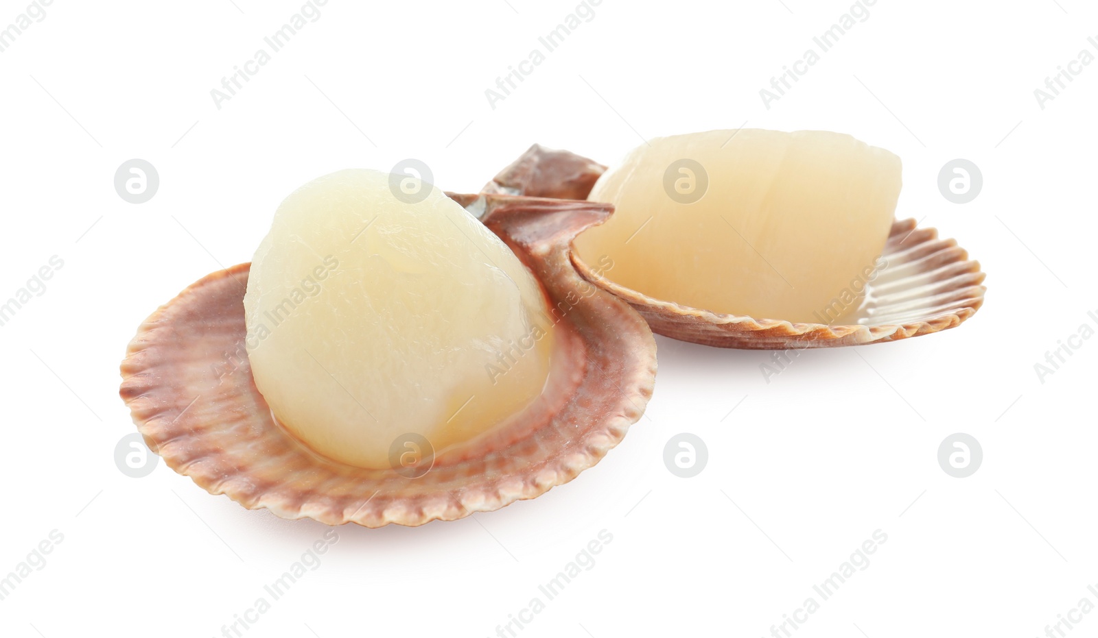 Photo of Fresh raw scallops in shells isolated on white