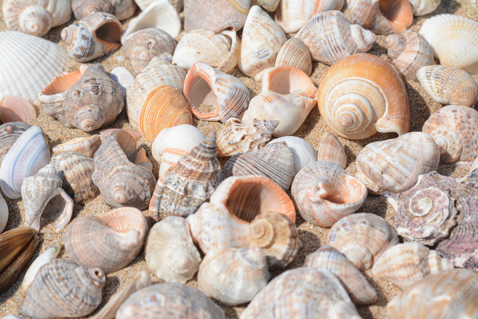 Photo of Many beautiful sea shells on sand, closeup