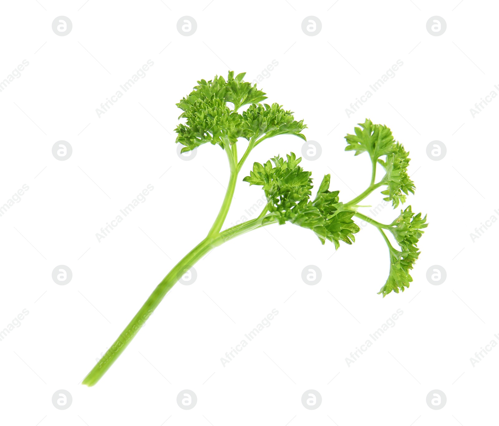 Photo of Fresh green organic parsley on white background