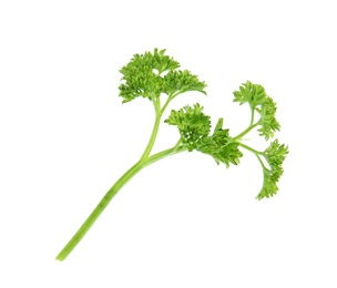 Fresh green organic parsley on white background