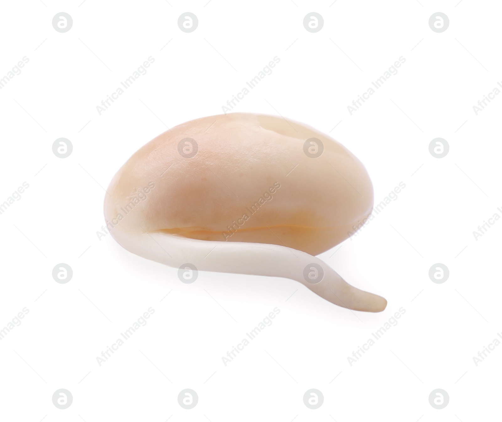 Photo of One sprouted kidney bean isolated on white