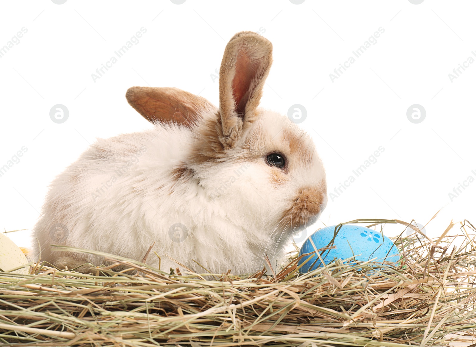 Photo of Cute bunny on hay with Easter egg against white background