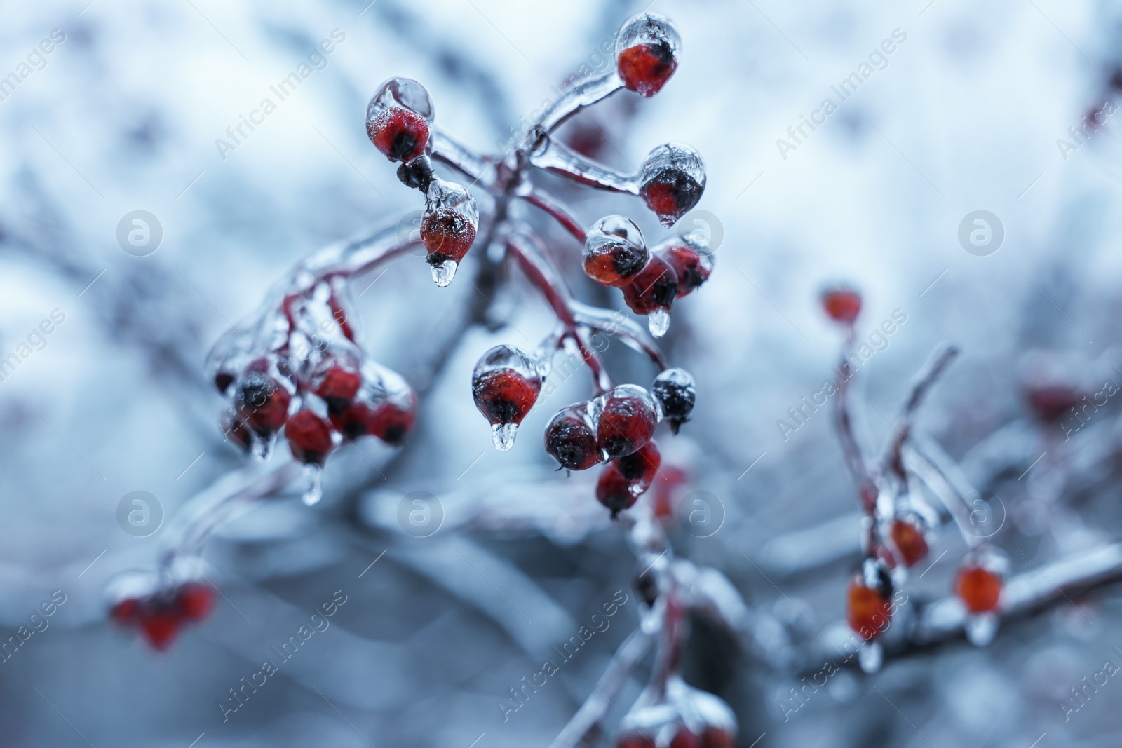 Photo of Tree with red berries in ice glaze outdoors on winter day, closeup