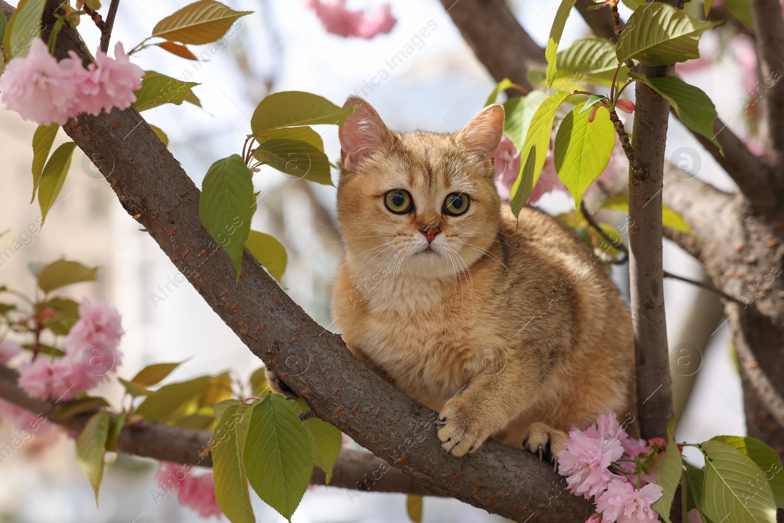 Photo of Cute cat on blossoming spring tree outdoors