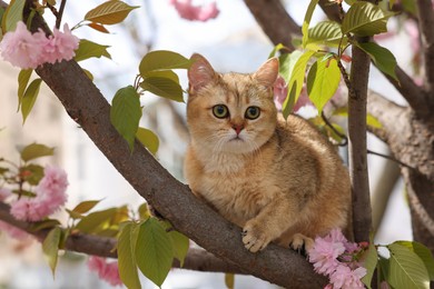 Photo of Cute cat on blossoming spring tree outdoors