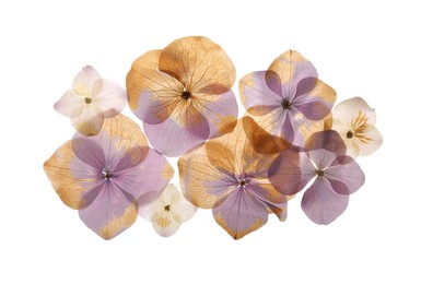 Photo of Pressed dried hydrangea flowers on white background, top view. Beautiful herbarium