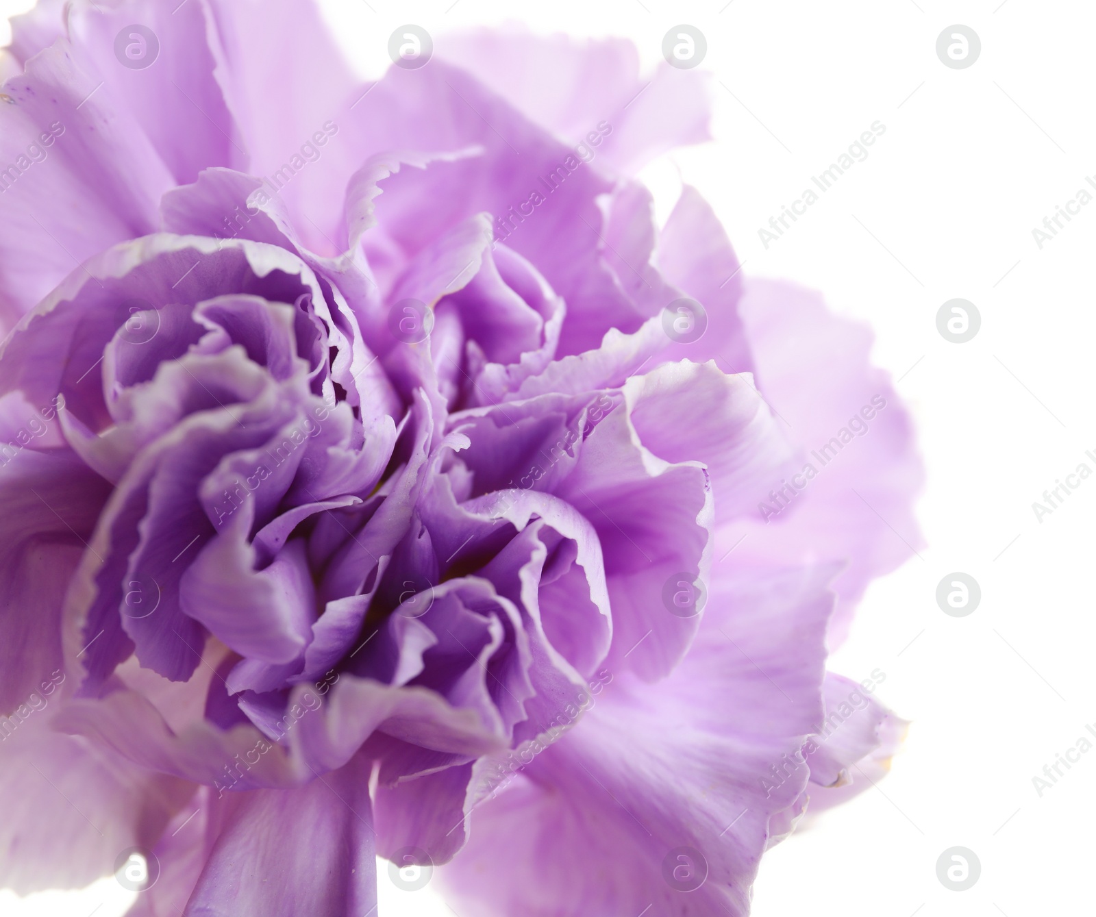 Photo of Beautiful blooming violet carnation on white background