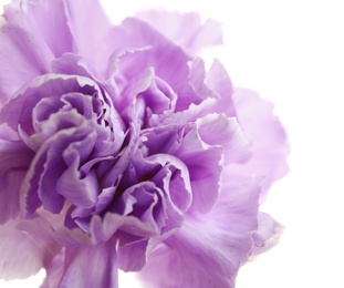 Beautiful blooming violet carnation on white background