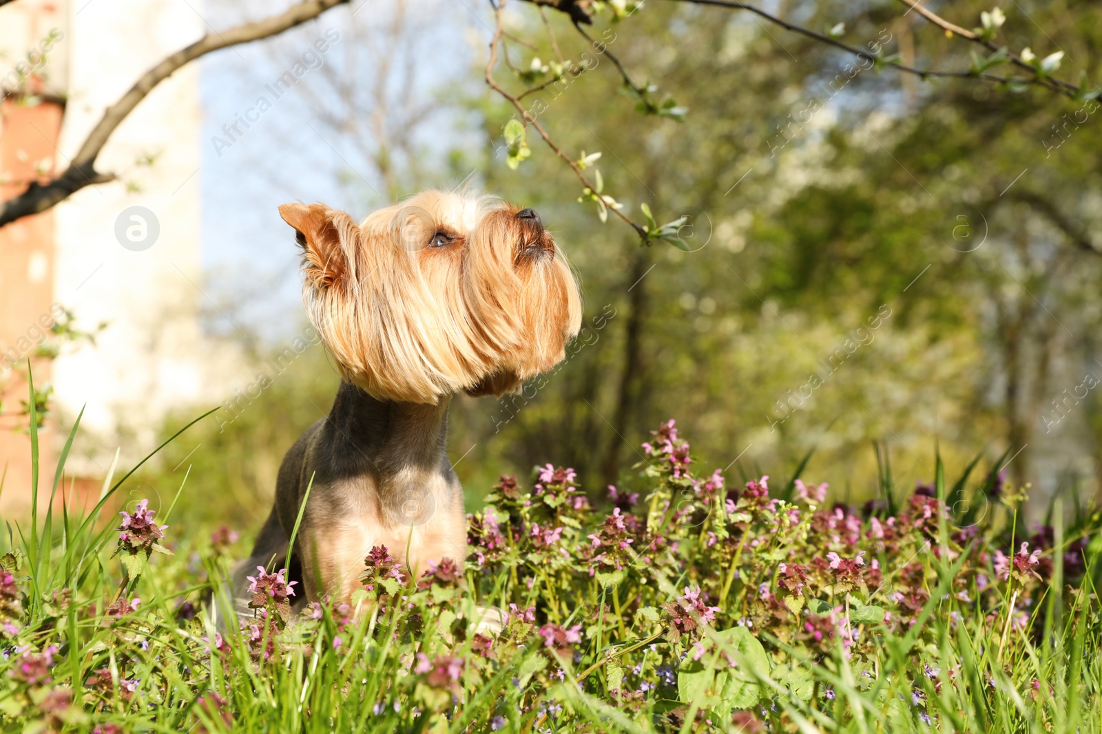 Photo of Cute Yorkshire terrier among beautiful wildflowers in park on sunny spring day