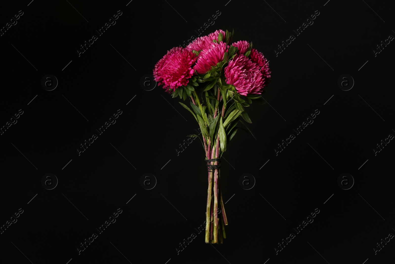 Photo of Bouquet of beautiful pink asters on black background. Autumn flowers