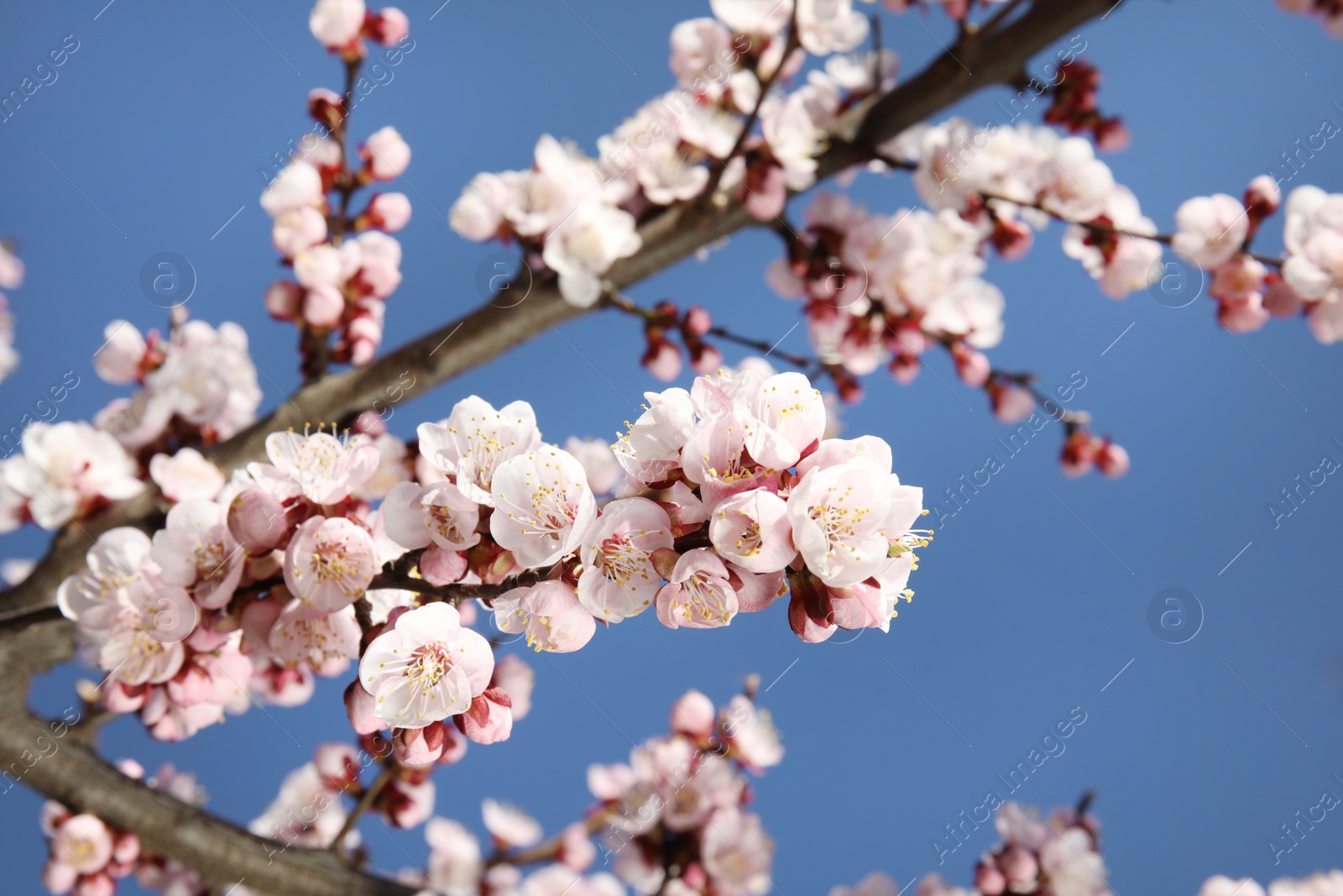 Photo of Closeup view of blossoming apricot tree on sunny day outdoors. Springtime