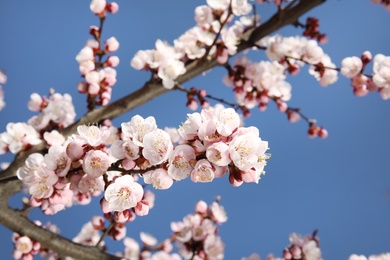 Photo of Closeup view of blossoming apricot tree on sunny day outdoors. Springtime