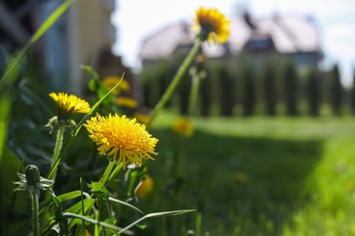 Photo of Beautiful yellow dandelions at backyard on sunny day, closeup. Space for text