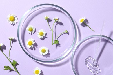 Photo of Flat lay composition with Petri dishes and chamomile flowers on violet background